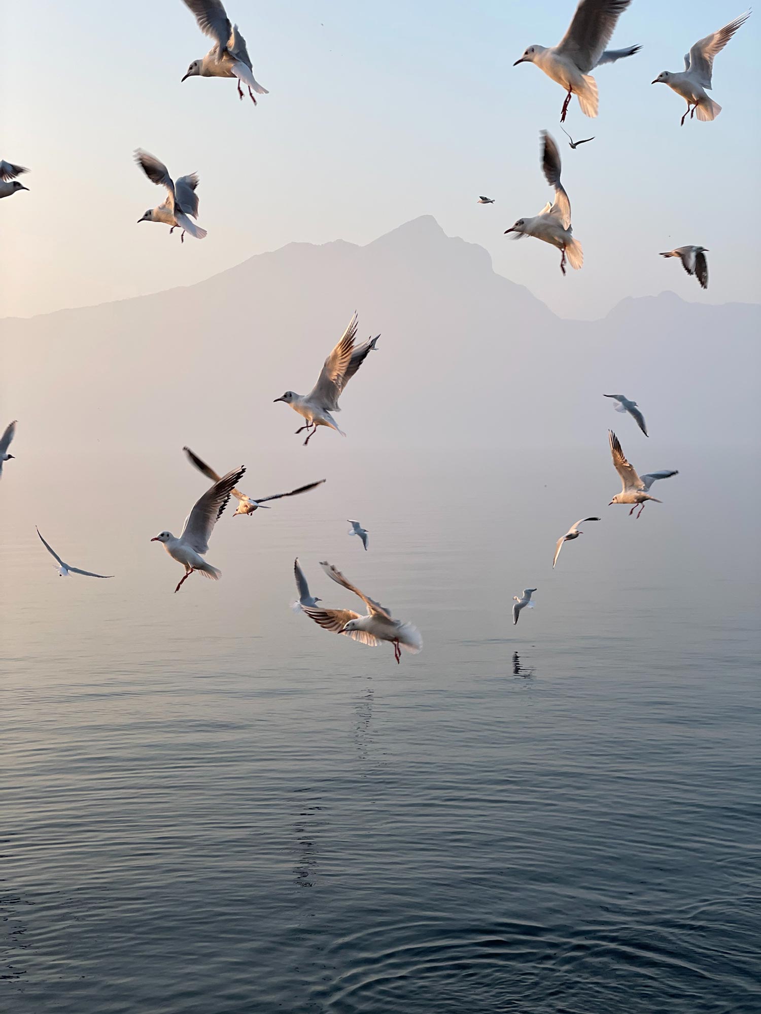 Birds flying over water