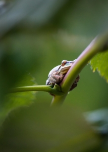 Green Froggy