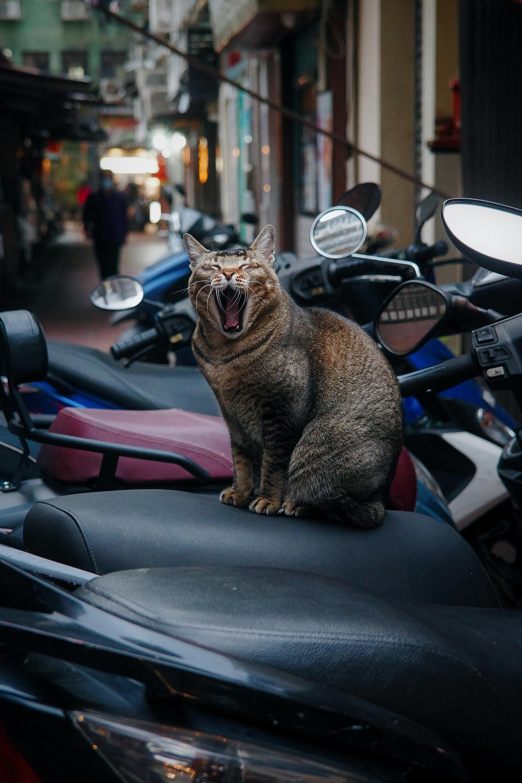 Yawning Cat