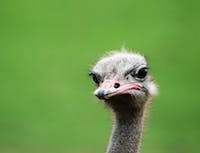 ostrich