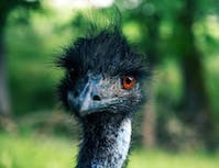 ostrich